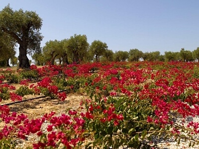 Portugalsko, Algarve - Tavira | Prodej, Rodinný dům, 5+kk, 436 m²